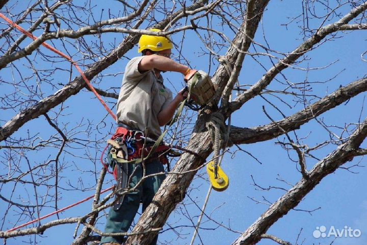Уборка территории и уборка деревьев