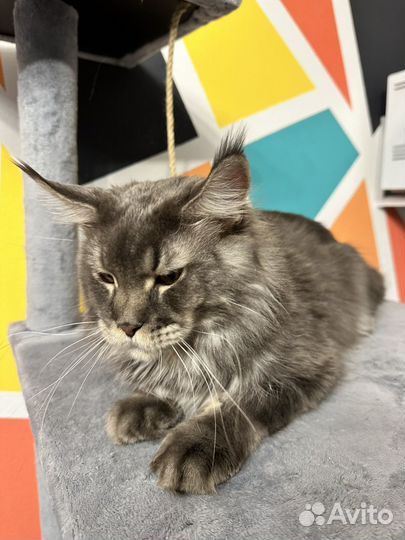 Кот мейн-кун вязка