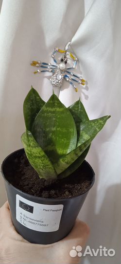 Сансевиерия /коряги