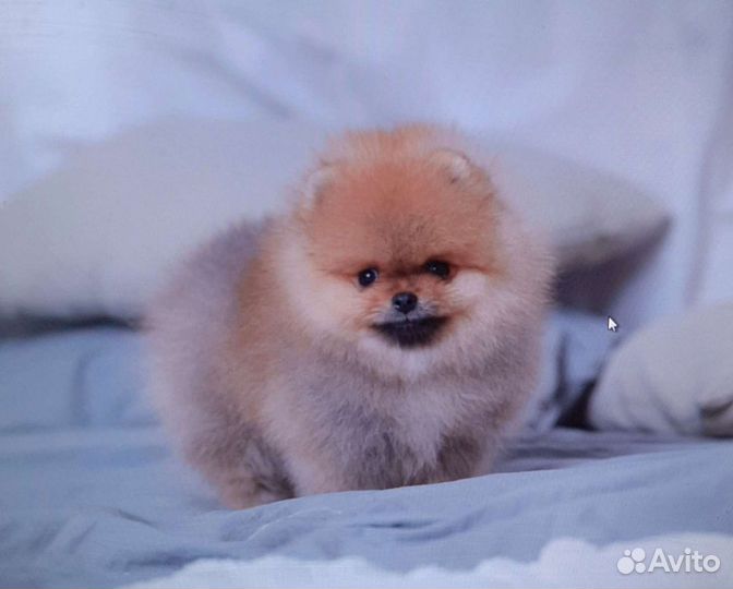 Шпиц мини мишка