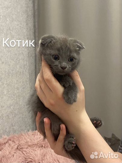 Британские котята