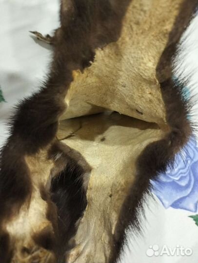 Шкура норки мех