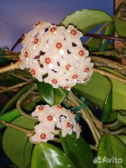 Хойя мясистая или плющ восковой