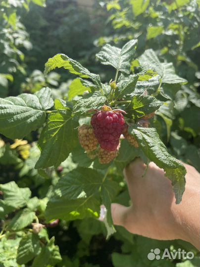 Продаю ремонтантную малину