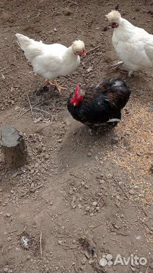 Молодые петухи