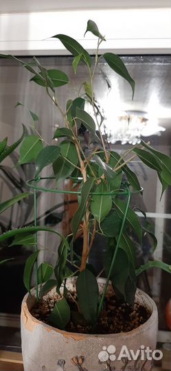 Фикус Бенджамина
