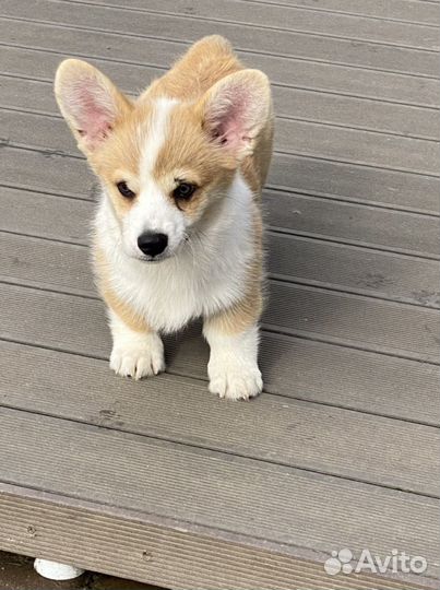 Вельш корги пемброк