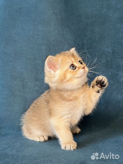 Котёнок девочка золотого окраса