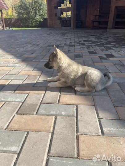 Щенко лайки