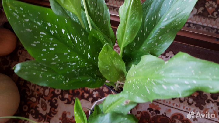 Каллы цветные в горшке