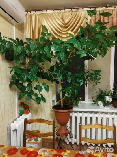 Гибискус китайская роза