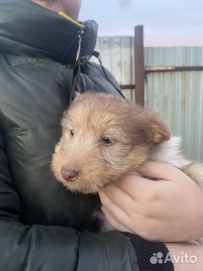 Щенки в добрые руки