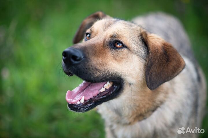 Собака в добрые руки