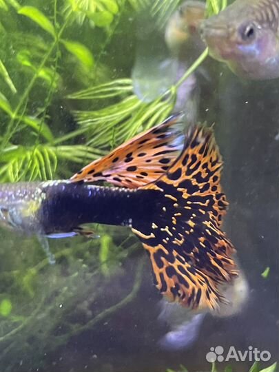 Неон голубой