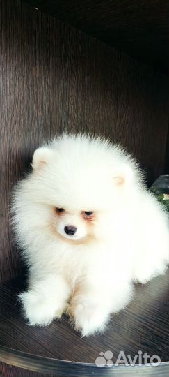 Девочки шпиц