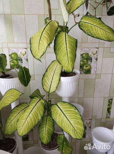 Диффенбахия рудольф роерс