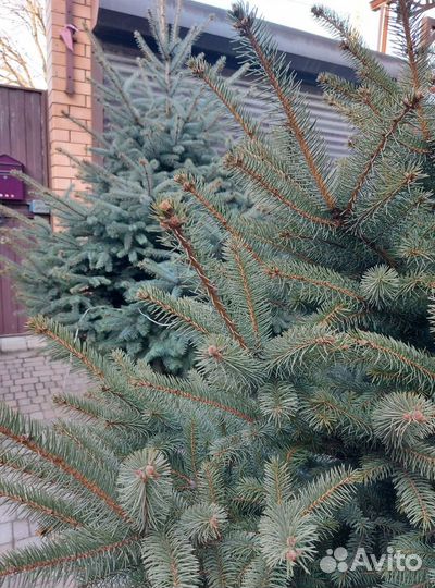 Ель 1.5м