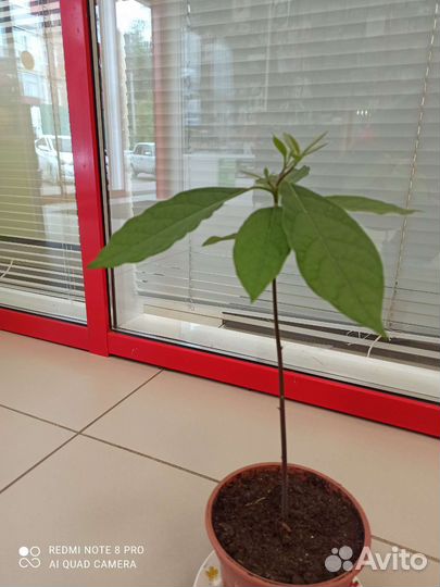 Авокадо дерево