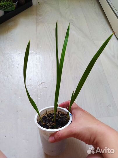 Финиковая пальма