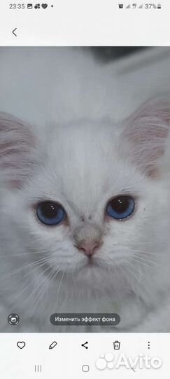 Британская серебристая шиншилла