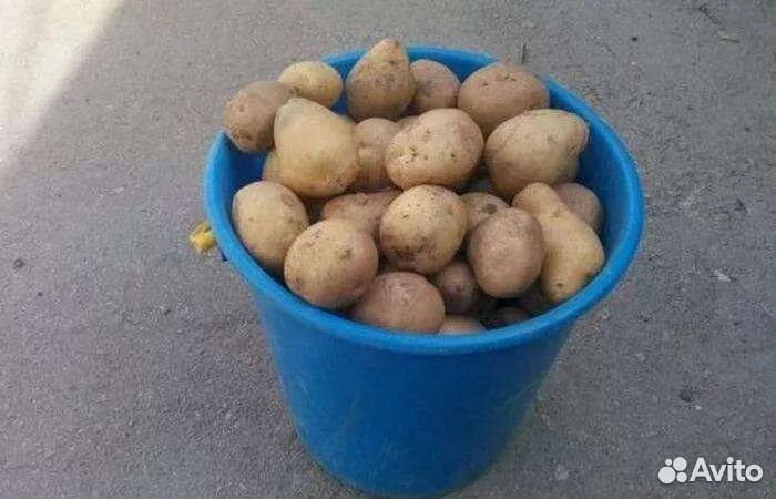Продам картофель