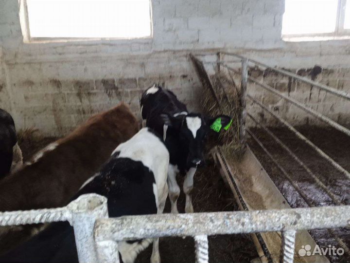 Бычки мясного направления, телки на племя