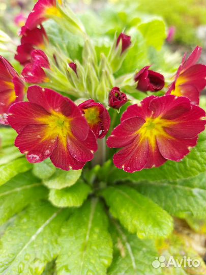 Примулы много разных