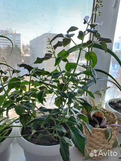 Суккуленты в ассортименте