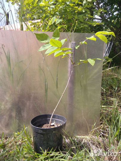 Деревья для сада