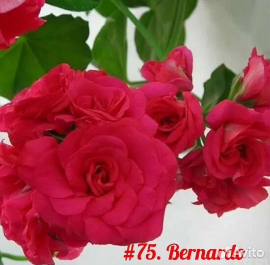 Герань пеларгония