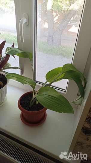 Эухарис амазонская лилия