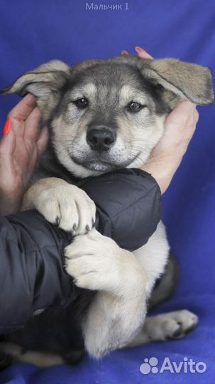 Щенок мальчик