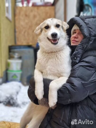 Собака щенок из приюта