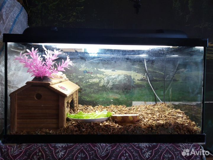 Черепашка сухопутная:)