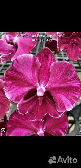 Орхидея Miki black marble