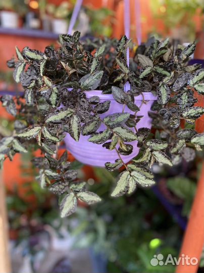 Пеллиония Даво