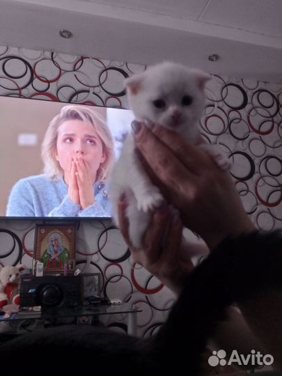 Британские котята