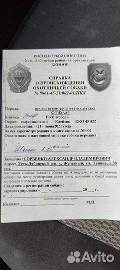 Вязка кобель курцхаар 2 года