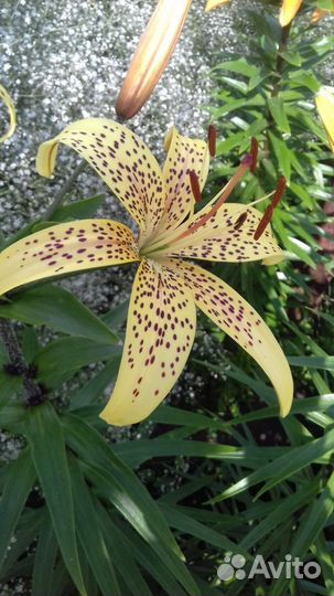 Лилии луковицы