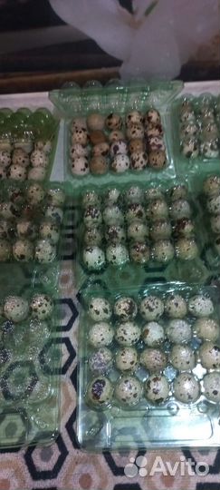 Яйца перепелиные