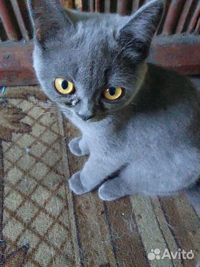 Кошка бесплатно