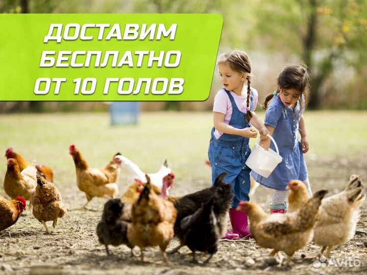 Куры несушки Белые