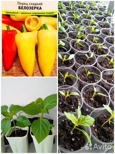 Рассада цветов и овощей