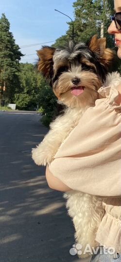 Щенки бивер йорка мини