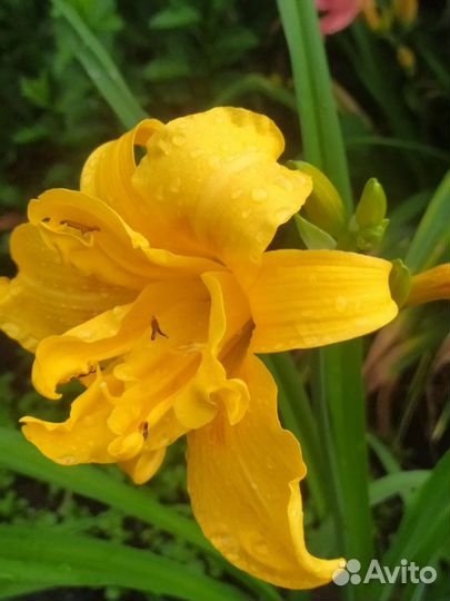 Сортовые лилейники