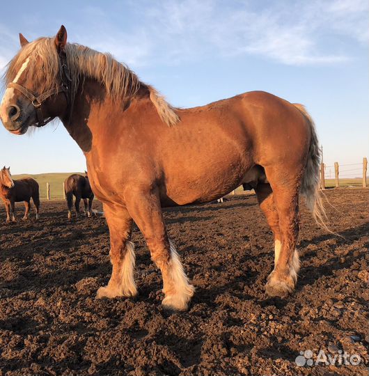 Жеребцы Советские Тяжеловозы