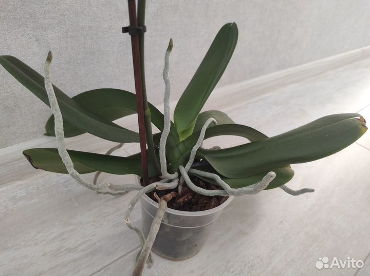 Орхидея Black Stripes