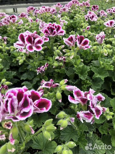 Пеларгония королевская и зональная