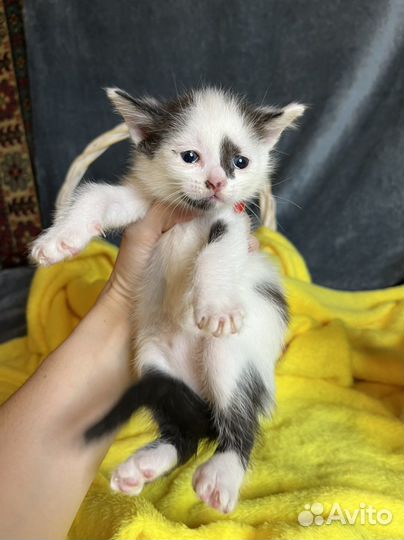Котята в добрые руки бесплатно