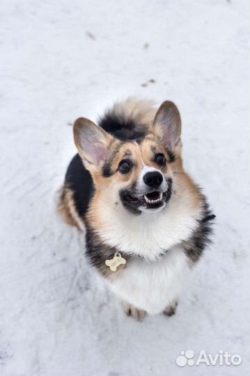 Выгул собак